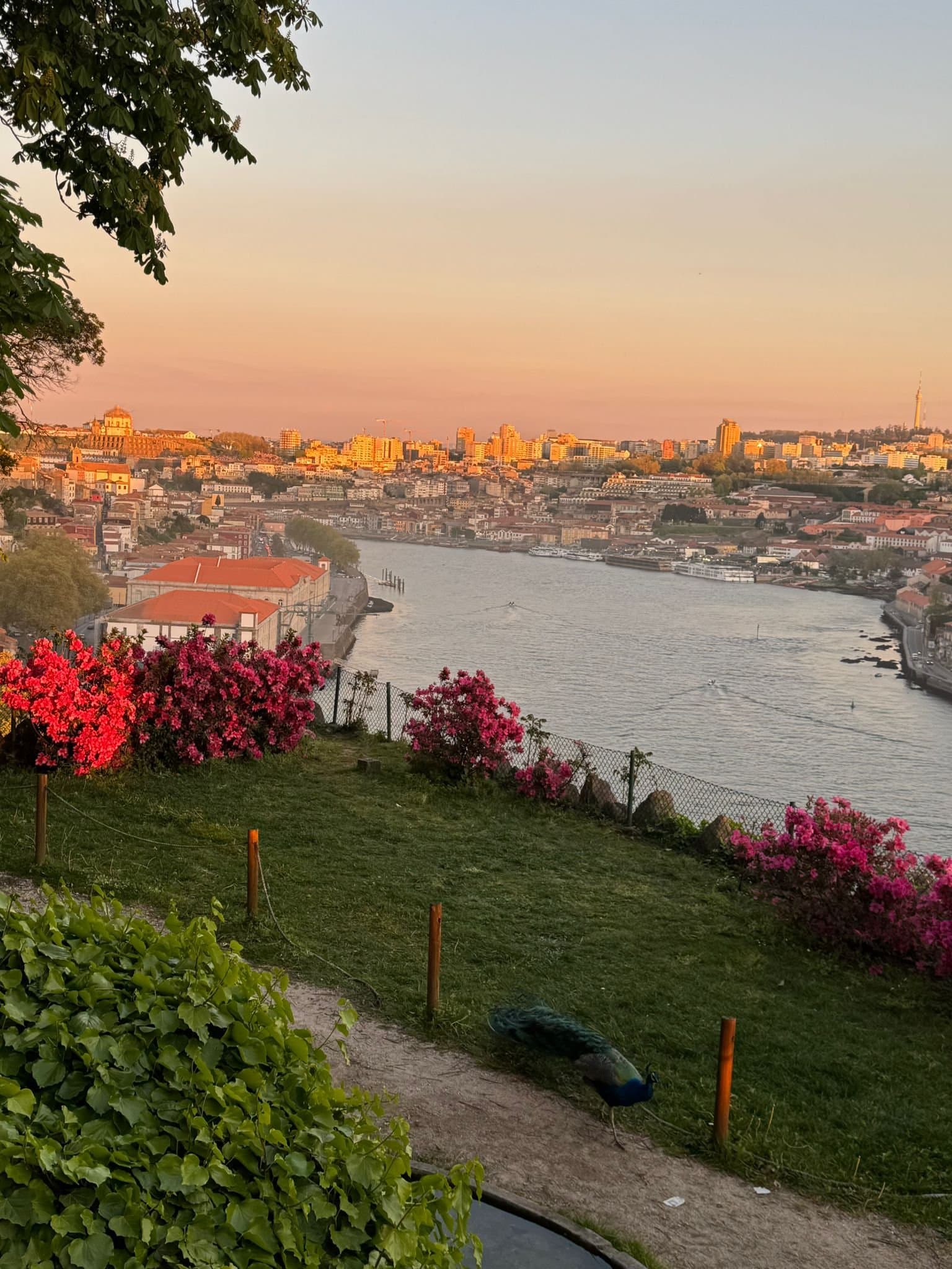 Sunset over the Douro from the Palácio de Cristal gardens